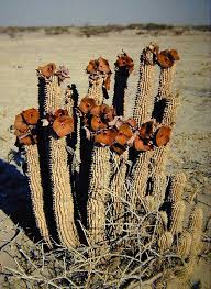 Image result for Hoodia currorii