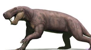 Image result for Nesogordonia