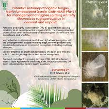 Image result for Isaria sp.