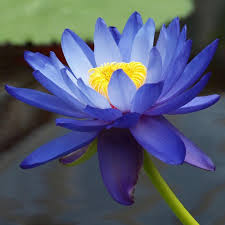 Image result for Nymphaea nouchali