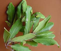 Image result for Rapanea