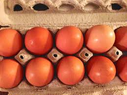 Image result for comet hen