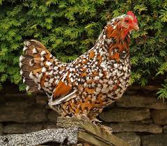 Black And White Speckled Chicken Breed Never Seen A Chicken Like This Before This Is Really Neat Pet Chickens Chickens Backyard Chickens Roosters