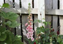 We did not find results for: Foxglove Pod Easy Edible Gardening