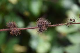 Image result for Triumfetta tomentosa