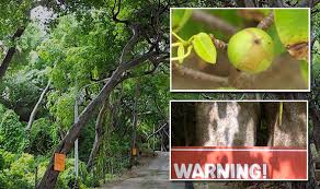 Image result for manchineel tree