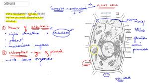 Difference between plant cell and animal cell with labelled diagram. Draw A Neat Diagram Of Plant Cell And Label Any Three Parts Which Differentiate It Form Animal Cell Youtube