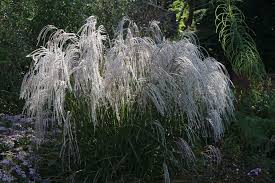 Chinaschilf Champagner Schonste Stauden Expertenwissen In 2020 Chinaschilf Schilf Wasserbecken