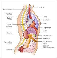 4 as a gland, liver secretes bile which is emptied into the small intestine to facilitate digestion. Atlas Of The Human Body From The American Medical Association Additional Anatomy Links Body Organs Diagram Human Body Anatomy Human Body Organs Anatomy