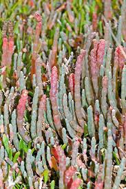 Image result for Sarcocornia