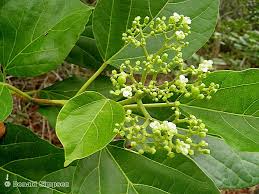 Image result for Premna mooiensis