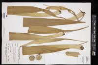 Image result for Eriocaulon bongense