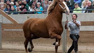 +6 to hit, reach 5 ft., one target. Draft Horses Strut At Msu Show