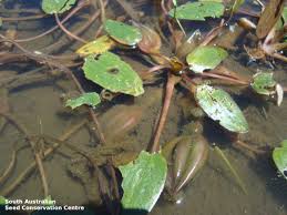 Image result for Ottelia cylindrica