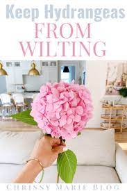 Aug 18, 2020 · how to keep fresh cut hydrangeas from drooping using hot water after the initial cuts are made, boil water. How I Keep Cut Hydrangeas From Wilting Chrissy Marie Blog