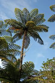 Image result for Cyatheaceae