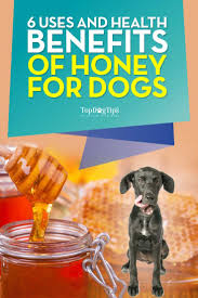 6 Uses And Health Benefits Of Honey For Dogs Top Dog Tips Honey Benefits Health Benefits Coconut Health Benefits
