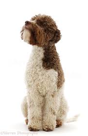 I invest joy, pride, love, money, and time into breeding a litter of puppies to continue my pursuit of dog sports. Dog Lagotto Romagnolo Sitting Photo Wp47345