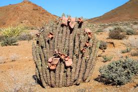 Image result for Maerua prittwitzii