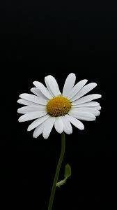 Portrait White Flower Minimal Daisy 720x1280 Wallpaper Black And White Wallpaper Iphone White Wallpaper For Iphone Daisy Wallpaper