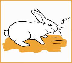 Pros And Cons Of Male And Female Rabbits