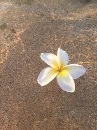 Plumeria Floating In Water On The Beaches Of Kauai Floating In Water Plumeria Plumeria Flowers
