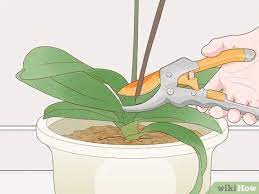 Coécrit par l'équipe de wikihow. Comment Tailler Des Orchidees 14 Etapes Avec Images