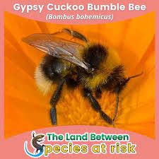 Image result for Bombus bohemicus