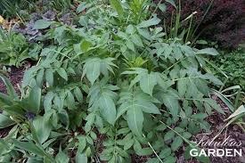 Image result for Cephalaria