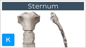 If a nerve in this area is pinched, irritated, or injured, you may also feel pain in other places where the nerve travels, such as your arms, legs, chest, and belly. Sternum Anatomy Parts Pain And Diagram Kenhub
