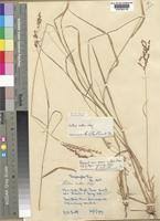 Image result for Lintonia nutans