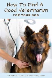 As A Dog Owner Locating A Good Vet Is Important This Tips Will Help You Know What To Look For When Locating A Dog Training Near Me Vets Near Me Canine