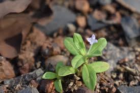 Image result for Spermacoce deserti