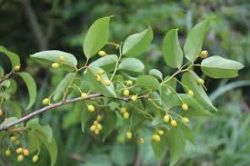 Image result for Olacaceae