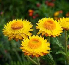 Image result for Helichrysum setosum