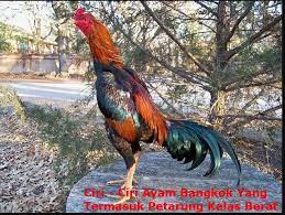 Sabung Ayam Online Panosundaki Pin