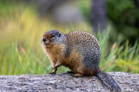 Image result for Cynomys gunnisoni obrázek