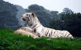 Summary and analysis white tigers. White Tigers Tiger Wallpaper Pet Tiger Tiger Pictures