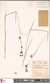 Image result for Rhynchospora rugosa