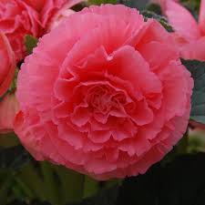 Image result for Begonia iucunda