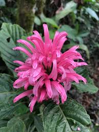 Image result for Justicia incana