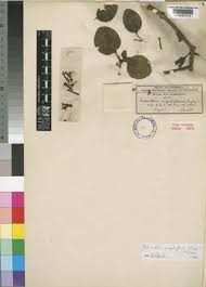 Image result for Globimetula anguliflora