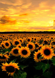 Bunga ini melambangkan cinta dan kecantikan. Sunflower Gifs 95 Beautiful Gif Animations For Free