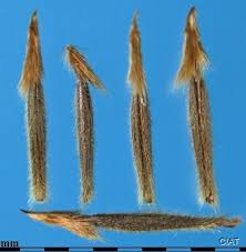 Image result for Heteropogon