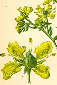 Image result for Ruta graveolens