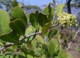 Image result for Gymnosporia heterophylla