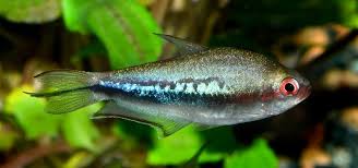 Image result for Tetraria