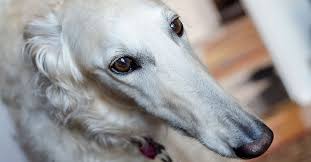 Historically, this dog served as hunting companion to the russian aristocracy; Esper Borzoi Esperborzoi Twitter
