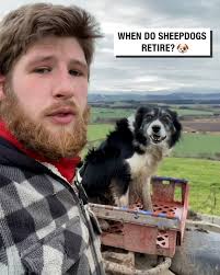 When do sheepdogs retire? 🐶