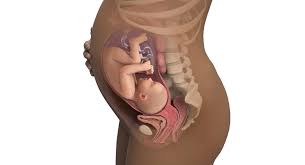 Ssw 34 Sie Sind 34 Wochen Schwanger Babycenter